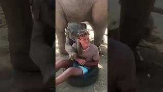 Baby Elephant LOVES Hugs! #Elephants #Shorts