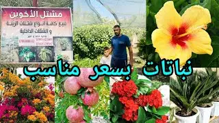 مشتل الأخوين العراق 🇮🇶 بابل اسعار نباتات مناسبة جداً والبيع بالجملة والمفرد