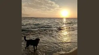 Canine Harmony by the Ocean