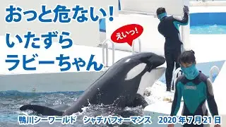 おっと危ない！いたずらラビーちゃん【2020年7月21日　鴨川シーワールド　シャチパフォーマンス】Killer whale performance, Kamogawa Sea World, J