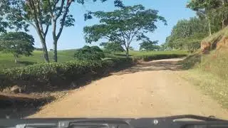 Satemwa Tea Estate
