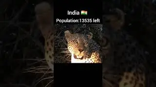 Leopard population of each country #viralvideo #youtubeshorts