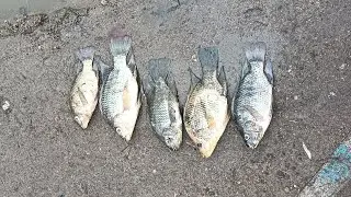 Shikari ki velthe Varsham padindhi 🎣🐟
