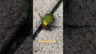Майский жук 🪲