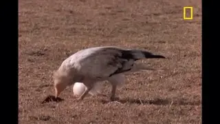National Geographic Jackal vs. Ostrich Egg vs. Vulture Slow Motion 2x