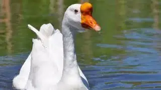 Are Chinese geese aggressive? How long do Chinese geese live? Are Chinese geese good pets?