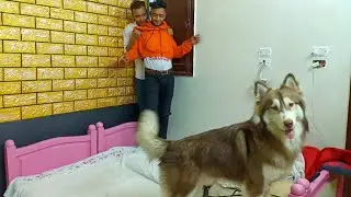 لما يكون عندك كلب وصحبك عندو فوبيه منهم 😂😂