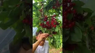 wow what a fruit 🍒🍒 #freshfruits #fruit #amazingfruit #amazingfruitcutting