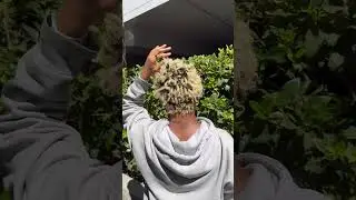 Microbraid LOCS DAY 1 #microlocmastery #sisterlocks #microlocs