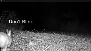 Don't Blink.....Deer Lake Animal Cam