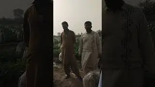 Papaya Farming Complete Guide | High Profit Crop in Pakistan
