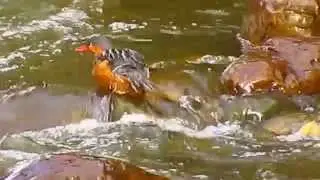 Merganetta armata,  Torrent Duck, pato de torrentes, Parque natural chingaza, Bogota birding
