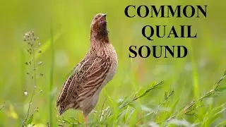 The Common Quail Bird | Sings In The Forest | Quail Sound #quailsound