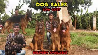 Dogs For Sales Puppies Low Cost  All Breed GSD puppies Quality Puppies Sales Dog kennel  Delivery