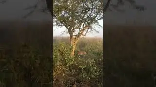Amazing Sighting Tiger in Dhikala Jim Corbett National Park