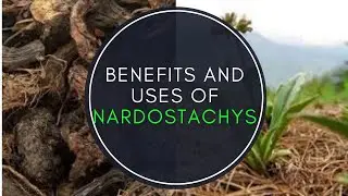 Benefits And Uses Of Nardostachys Jatamansi