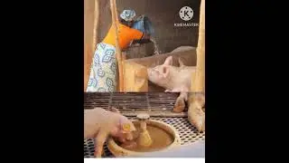 Les Aliments Qui Permettent D'augmenter La Sant&eacute; Des Porcs porcs #farming #mycologie #info