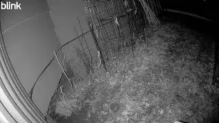 Raccoons living under my deck caught on camera! 