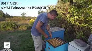 Buckfast B617 po Apis mellifera mellifera