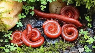 A Close-up look at the unique forest millipede colonies #Nature #ForestMillipede #ExoticPet