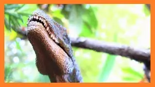 Dinosaur Island S5 EP4 
