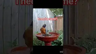 Birdbath Cam