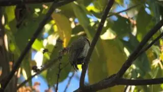 Olivaceous Piculet (Picumnus olivaceus)