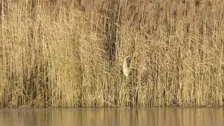 The master of camouflage. A Eurasian bittern at the edge of a reedbed at WWT London Wetland Centre