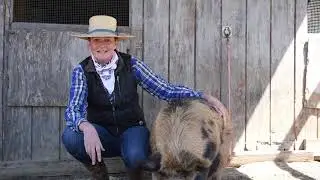 Meet our pigs! - Critters of Triple R Ranch