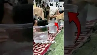 Dog can sense cheating 😅🤣🦮