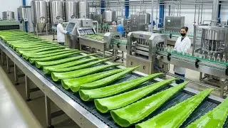 Inside the Aloe Vera Juice Factory: From Fresh Leaves to Pure Bottled Drink (Full Process)