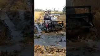 Paddy harvesting is going on in a lot of muddy land ।। #riceharvester #agriculture #ricefarmers