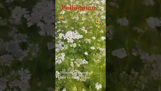 Pollination in flowering plant by honybee, tranding song 🐝