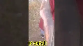 Biggest snakehead fish record size snakehead fish #snakeheadfishing #biggestfishing