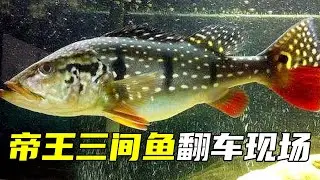 好不容易养帝王三间鱼，非常凶猛的热带淡水鱼，结果却惨遭翻车！【鲁伟学长】
