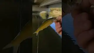 Juvenile skipjack herring #bassfishing #multispeciesfishing #fishing