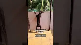 Doberman adult sale 6382617926 #dharapuram #karur #erode #coimbatore #salem #tirupur#trichy#kangayam