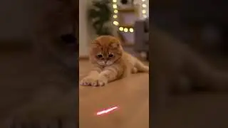 Chubby Orange Cat vs. Laser Dot&hellip; and He Loses Immediately 😂
