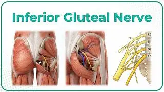 Inferior Gluteal Nerve Anatomy (Animation): USMLE STEP 1