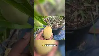 Top 3 Dwarf/Patio Mangos to grow in a pot 🥭💚 #fruit #grow