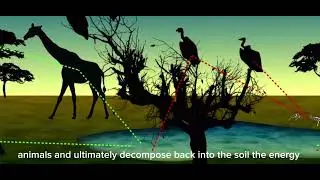 Introduction to Environmental Biology