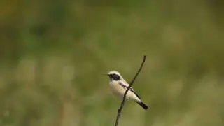 Desert Wheatear song?