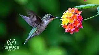 Relaxing piano music for study, focus and stress relief.