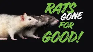This Deck Was Rat Heaven | Professional Rat Exclusion in White Rock, BC