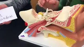 AP1 Ear Model