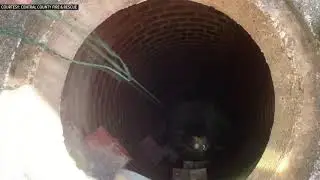 RAW: Kitten rescued from drain by firefighters