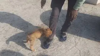 Brownie 🥰 #dog #trending #trendingshorts #funny #fun #trend #viral #viralvideo #viralshorts #viralsh