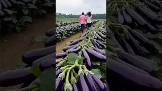 #vegetables #satisfying #agriculture #farming #fruit #music #beach #love #travel
