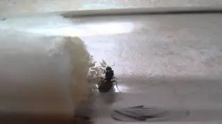 Lasius Niger#3: Ath&eacute;na avec ses premiers cocons
