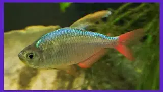 Red/Blue Columbian Tetra Are Colorful Additions To Your Tank